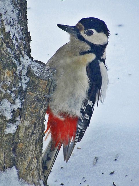 Buntspecht auf Nahrungssuche