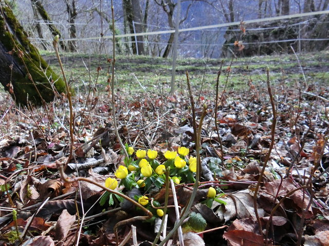 Winterlinge
