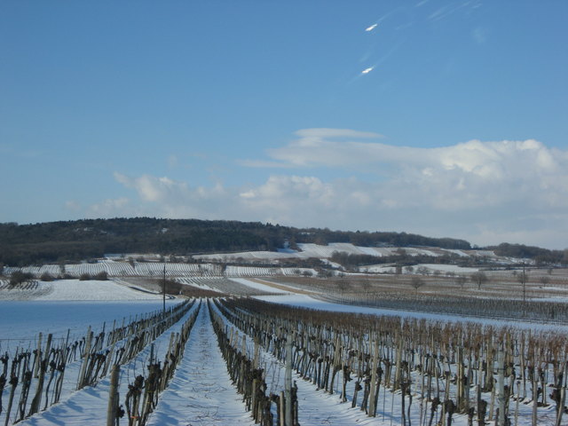 Weingärten im Winter