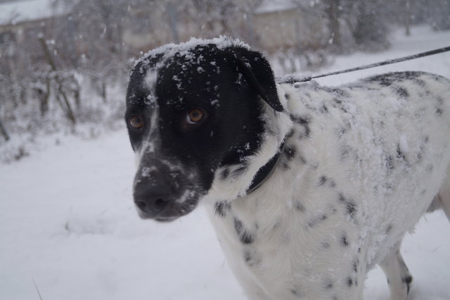 Simba liebt den Schnee