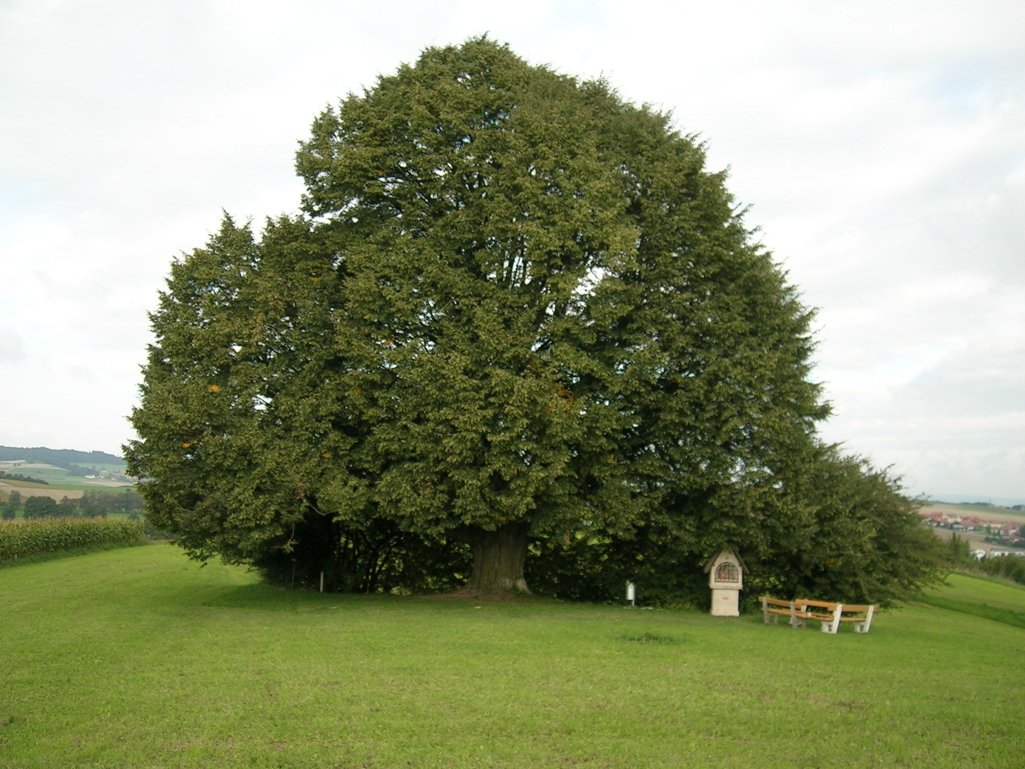 Denkmäler der Natur im Bezirk Braunau Braunau