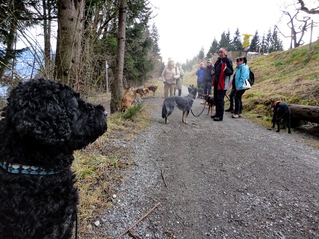 Eine Hunderunde am Berg.