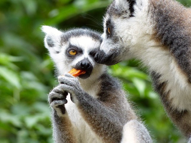 "Wenn man sich liebt schaut man sich tief in die Augen und Alles ist gesagt!" denkt sich der kleine Katta und nagt zufrieden an seiner Karotte.