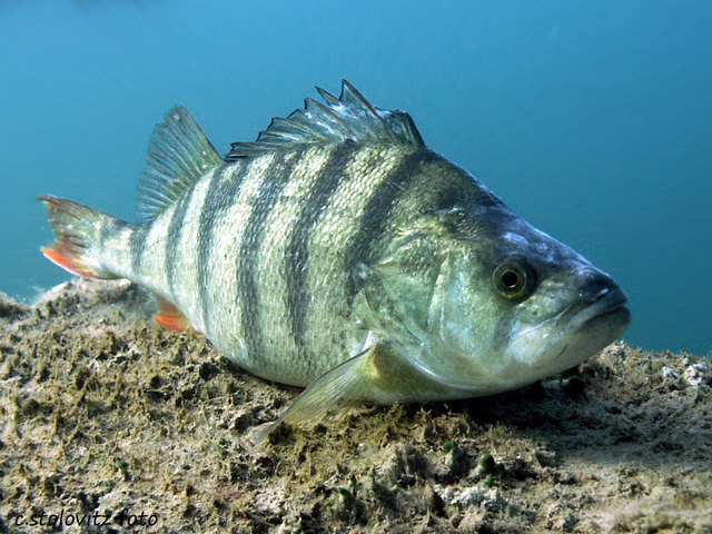 Winterruhe im Neufelder See