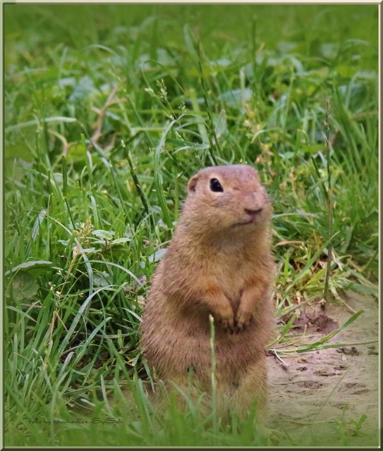Die Ziesel verhindern den Bau von Wohnbauten in Stammersdorf. | Foto: Sylvia S.