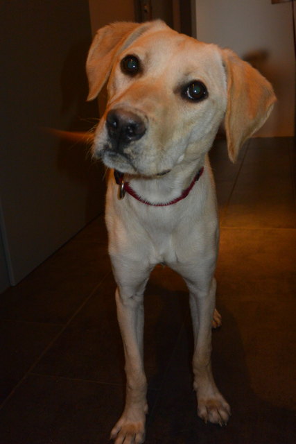 Bella wartet auf ihre neue Familie. | Foto: KK