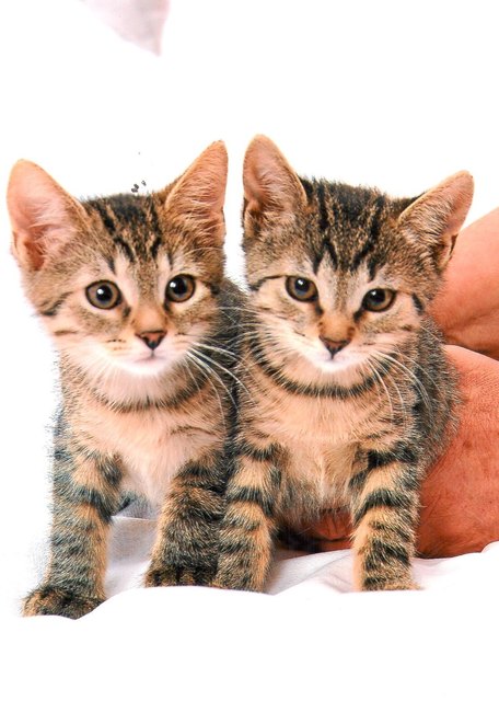 Entzückend, aber oftmals ver-
wildert und verwaist: Streunende Katzen im Bezirk Liezen.