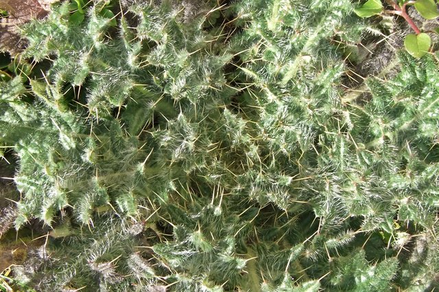 Distel auf der Wiese aufgenommen 15.02.2016