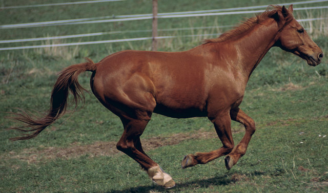 Ein Pferd ist heute aus der Halt ausgebrochen und vor ein Auto gesprungen. Es kam zu einer Kollision. Das Pferd starb, der Lenker blieb unverletzt | Foto: mev.de