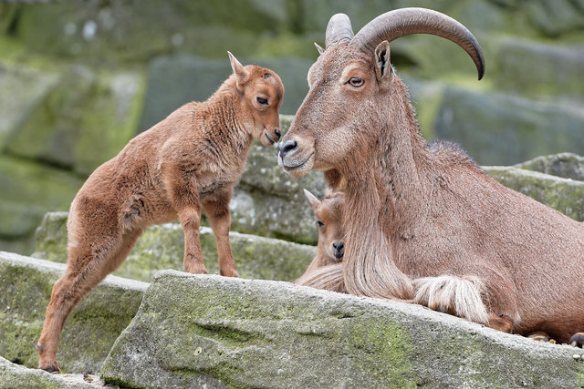Fünf Junge gibt es bei den Mähnenspringern. Die Mähne unter dem Hals, die bei den Männchen deutlicher ausgeprägt ist, braucht allerdings noch ihre Zeit zum Wachsen. | Foto: Tiergarten Schönbrunn/Norbert Potensky