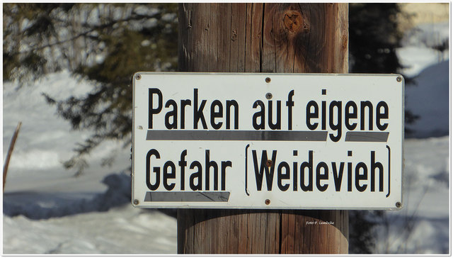 In Filzmoos kann anscheinend sogar das Weidevieh lesen ... gg