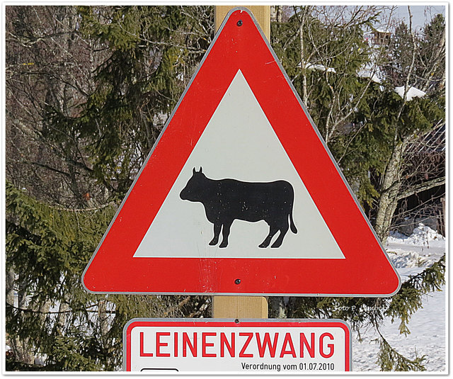 Leinenzwang für Kühe!
