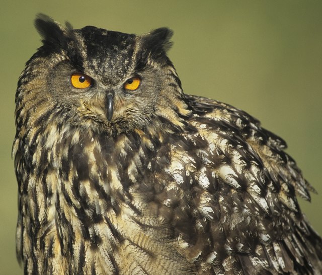 Damit diese bedrohte Tierart nicht verfliegt, setzt die ÖBB nun auf Vogelschutzhauben an Strommasten. | Foto: BirdLife Österreich / Peter Buchner