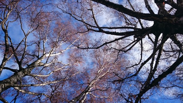 „Bäume sind die schönste Verbindung zwischen Erde und Himmel.“ Hermann Lahm. Aufgenommen im Innsbrucker Hofgarten.