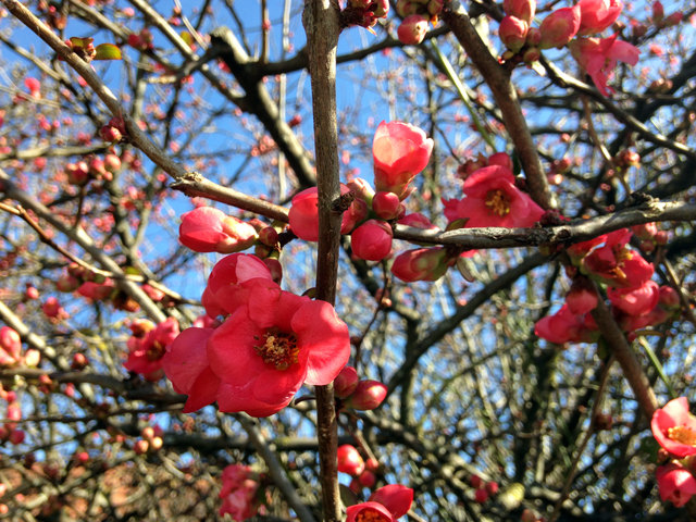 Japanische Zierquitte am 20.02.2016 in voller Blüte!