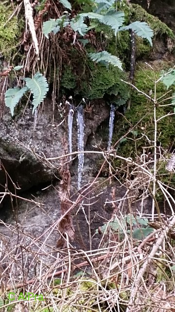 Eine Laune  der Natur;-))