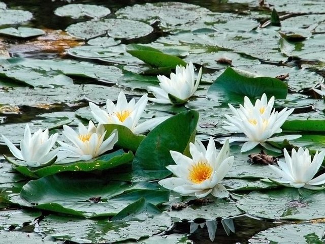Ein Gartenteich macht einen Garten gleich noch schöner. | Foto: Nietsch