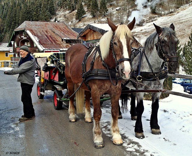 2 riesige Noriker, auch Pinzgauer genannt, stehen bereit für eine Kutschenfahrt. Der Noriker ist ein mittelschweres, kräftiges und ausdauerndes Gebirgskaltblutpferd. (Foto Norbert Winkler)