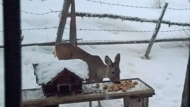 Die Futterstelle wird jetzt gern angenommen | Foto: Ernie Rothwangl