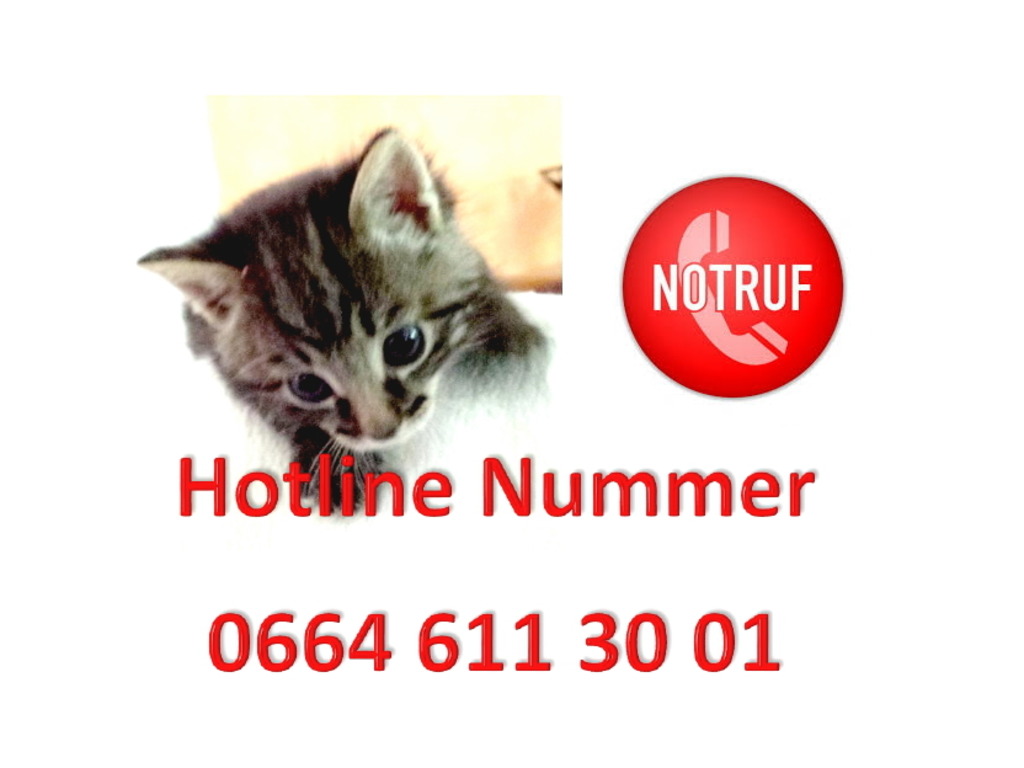Es Ist Ein Standiger Kreislauf Alle Jahre Wieder Werden Katzen Zu