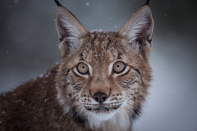 Fast alle männlichen Luchse rund um den Nationalpark Kalkalpen sind verschwunden. | Foto: Rita Schlamberger