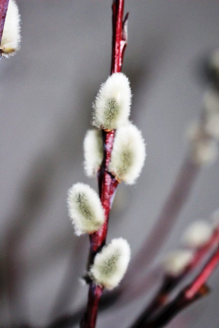 ... haben rotbraune Zweige