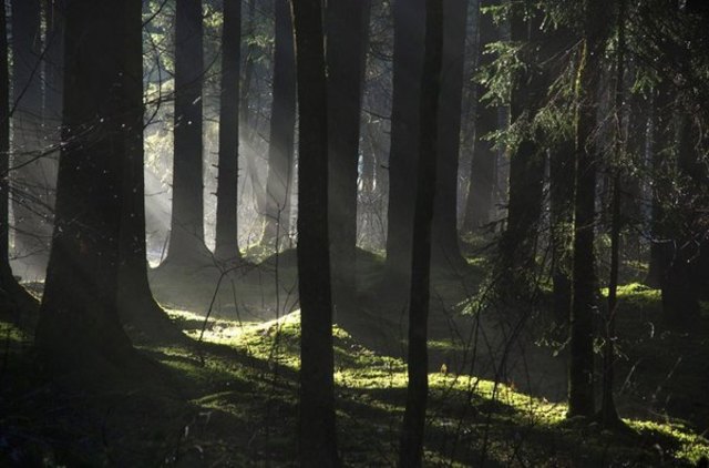 Unsere Wälder sind wunderbare Erholungsgebiete. | Foto: Herbert Edenhauser