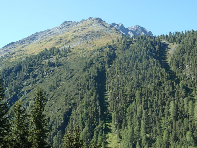 Hauptbaumart im Bezirk Landeck mit einem Anteil von 60 Prozent ist die Fichte. | Foto: Anni Traxl