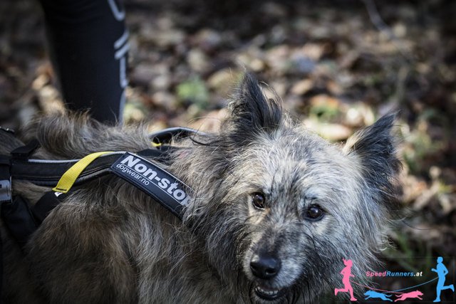 Kira im Zuggeschirr © Die Wiener Lichtbildmanufaktur