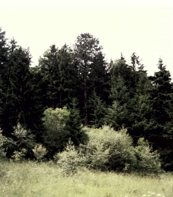 Mächtig überragt die Schwarzkiefer den Wald am Eichberg. | Foto: NÖ Landesregierung