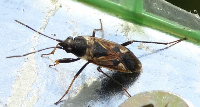 .... in der Wanzensammlung: Gemeine Bodenwanze Rhyparochromus vulgaris