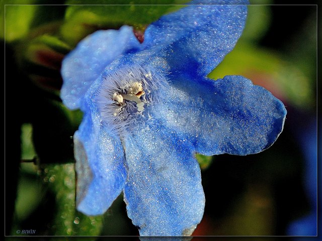 Dieses Blau ist wunderschön und ein Kontrast zu den anderen Blüten.