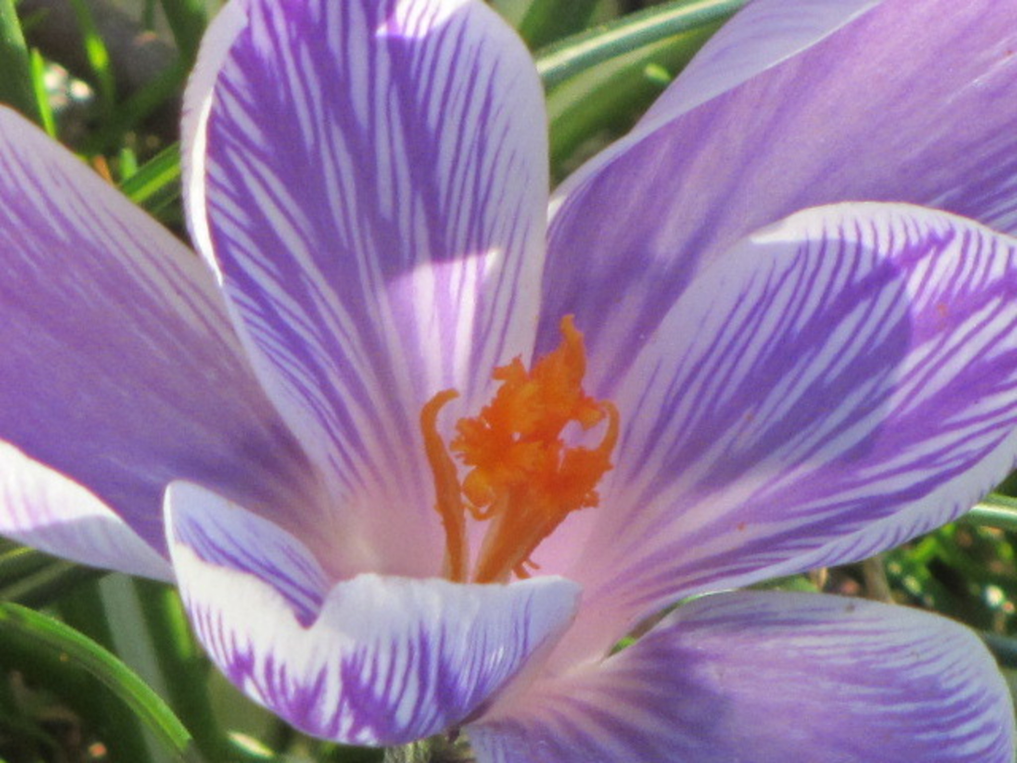 Weiß violett gestreifter Krokus im Garten Lavanttal