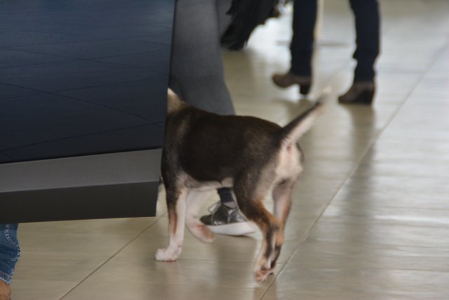 Selbst Vierbeiner überzeugten sich von Ihren neuen Mitfahrgelegenheiten.