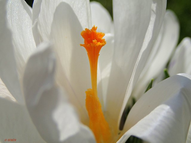 Weiße Krokusblüte näher betrachtet