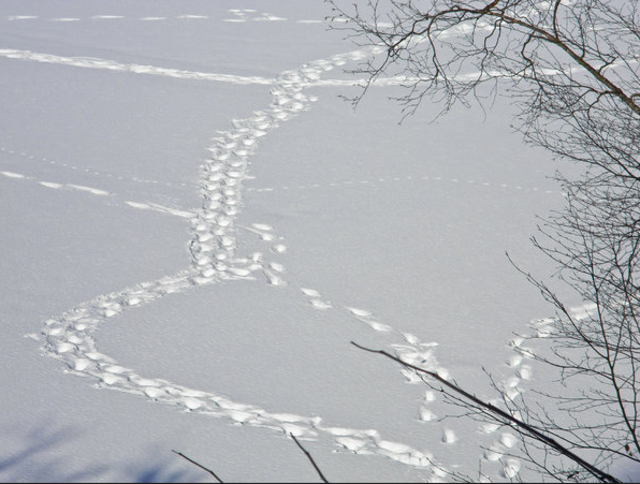 Hasenspuren im Schnee, ein zufällig entstandenes Kunstwerk, das leider nicht beständig ist. | Foto: bezirksrundschau Kufstein