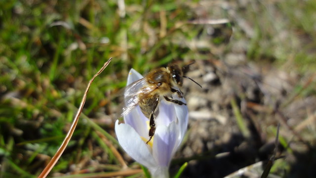 Rein in den Krokus - raus mit vollen Taschen