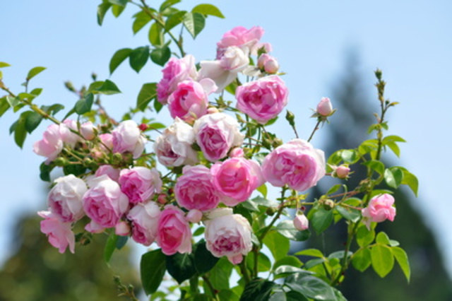 Prachtvolle Blüte durch richtigen Rosenschnitt