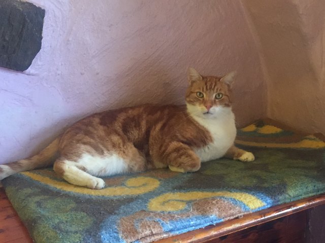 Im "Absurd" haben wir Kater Charly angetroffen, für ein Foto warf sich der selbstbewusste Kater spontan in Pose.