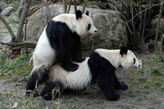 Für Weibchen Yang-Yang ("Sonnenschein", u.) und Partner Long Hui ("Drachenzeichen") war es heute soweit. | Foto: Tiergarten Schönbrunn/Norbert Potensky