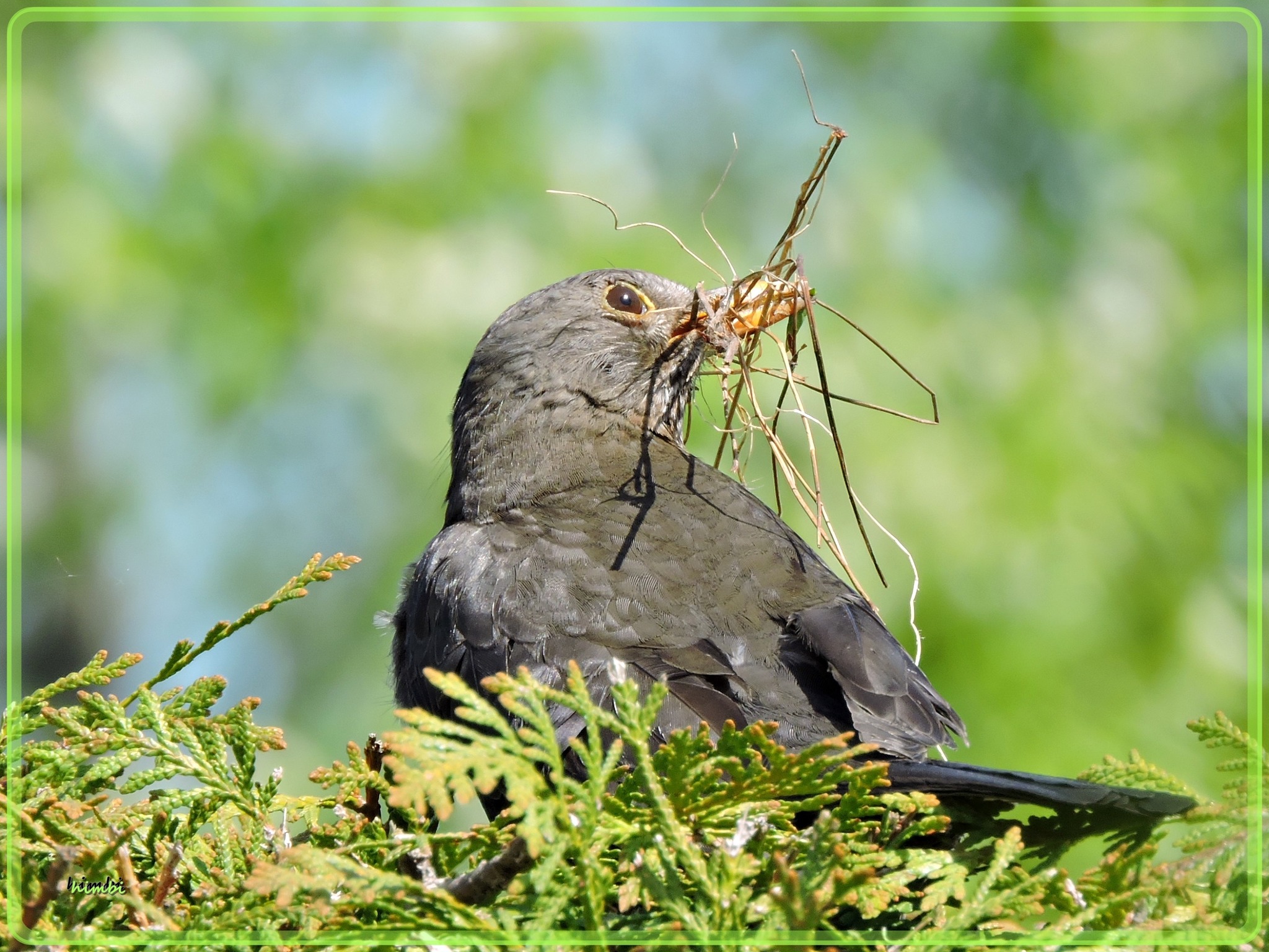 40 G Jute-Nistmaterial Unterstützt Vögel Für Die Zucht Mit Sicheren Und