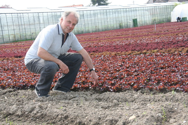 Kurt Weber mit herrlichem Simmeringer Frischgemüse. Doch die Nahversorgerbetriebe werden von Jahr zu Jahr weniger.