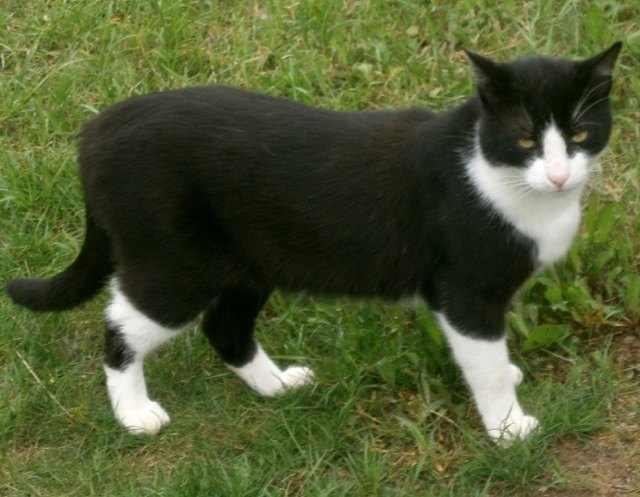 Kater Flocke ist aus Herzogenburg, könnte aber schon weit gelaufen sein.