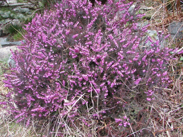 die winterharte und pflegeleichte Erika erfreut durch ihre lange Blüte .