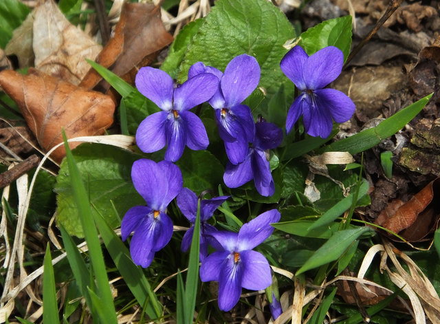 dann ist Frühling!