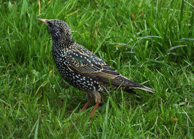Amsel, Drossel, Fink und STAR