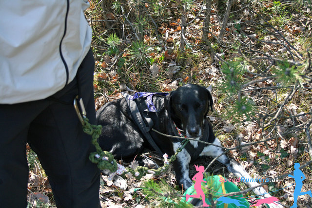 Die Hunde dürfen heute zusehen und sich entspannen © SpeedRunners.a