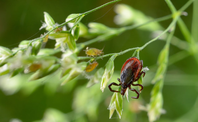 Zecken sind besonders im Gras und auf Blättern zu finden.