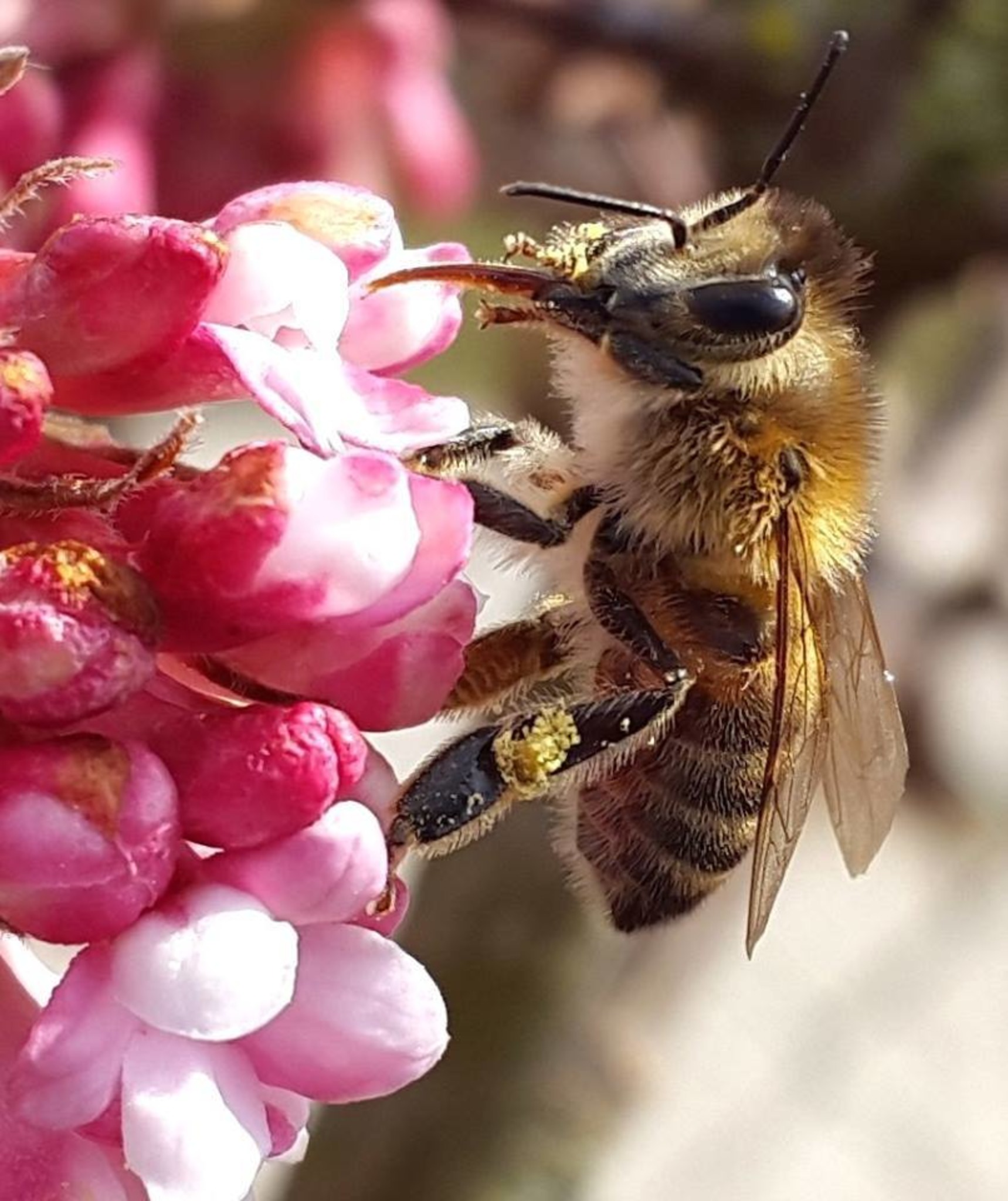 Nektar und Pollen Korneuburg