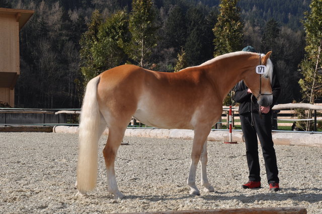 Die Haflinger-Stutbuchaufnahme ist in jedem Jahr ein großes Fest für Pferdefreunde. | Foto: privat